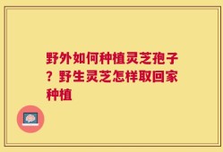野外如何种植灵芝孢子？野生灵芝怎样取回家种植