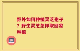 野外如何种植灵芝孢子？野生灵芝怎样取回家种植