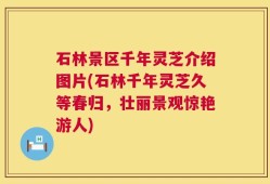 石林景区千年灵芝介绍图片(石林千年灵芝久等春归，壮丽景观惊艳游人)