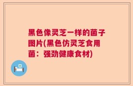 黑色像灵芝一样的菌子图片(黑色仿灵芝食用菌：强劲健康食材)