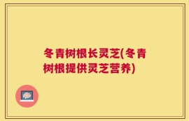 冬青树根长灵芝(冬青树根提供灵芝营养)