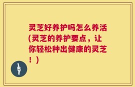 灵芝好养护吗怎么养活(灵芝的养护要点，让你轻松种出健康的灵芝！)