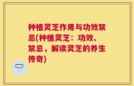 种植灵芝作用与功效禁忌(种植灵芝：功效、禁忌，解读灵芝的养生传奇)
