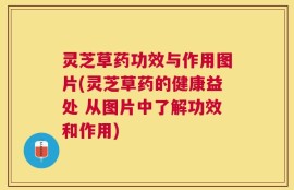 灵芝草药功效与作用图片(灵芝草药的健康益处 从图片中了解功效和作用)