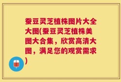 蚕豆灵芝植株图片大全大图(蚕豆灵芝植株美图大合集，欣赏高清大图，满足您的观赏需求)