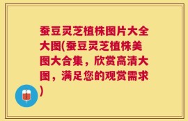 蚕豆灵芝植株图片大全大图(蚕豆灵芝植株美图大合集，欣赏高清大图，满足您的观赏需求)