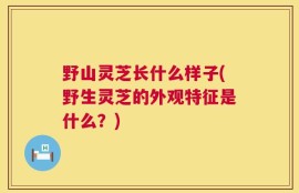 野山灵芝长什么样子(野生灵芝的外观特征是什么？)