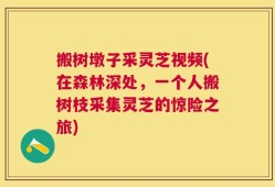 搬树墩子采灵芝视频(在森林深处，一个人搬树枝采集灵芝的惊险之旅)