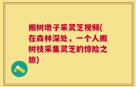 搬树墩子采灵芝视频(在森林深处，一个人搬树枝采集灵芝的惊险之旅)