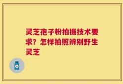 灵芝孢子粉拍摄技术要求？怎样拍照辨别野生灵芝