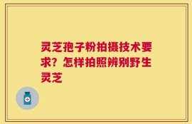 灵芝孢子粉拍摄技术要求？怎样拍照辨别野生灵芝