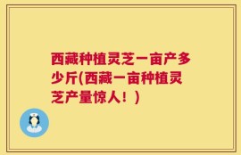 西藏种植灵芝一亩产多少斤(西藏一亩种植灵芝产量惊人！)