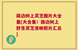 路边树上灵芝图片大全集(大合集！路边树上野生灵芝清晰照片汇总)