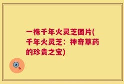 一株千年火灵芝图片(千年火灵芝：神奇草药的珍贵之宝)