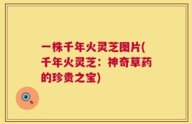 一株千年火灵芝图片(千年火灵芝：神奇草药的珍贵之宝)