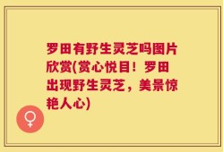 罗田有野生灵芝吗图片欣赏(赏心悦目！罗田出现野生灵芝，美景惊艳人心)