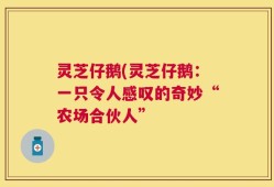 灵芝仔鹅(灵芝仔鹅：一只令人感叹的奇妙“农场合伙人”