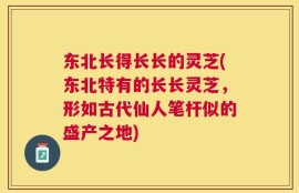 东北长得长长的灵芝(东北特有的长长灵芝，形如古代仙人笔杆似的盛产之地)