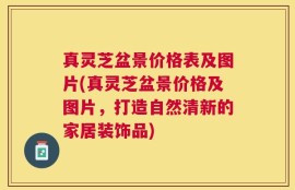 真灵芝盆景价格表及图片(真灵芝盆景价格及图片，打造自然清新的家居装饰品)