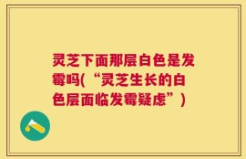 灵芝下面那层白色是发霉吗(“灵芝生长的白色层面临发霉疑虑”)