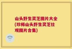 山头野生灵芝图片大全(珍稀山头野生灵芝壮观图片合集)