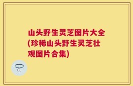 山头野生灵芝图片大全(珍稀山头野生灵芝壮观图片合集)