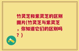 竹灵芝和紫灵芝的区别图片(竹灵芝与紫灵芝，你知道它们的区别吗？)