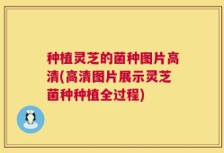 种植灵芝的菌种图片高清(高清图片展示灵芝菌种种植全过程)