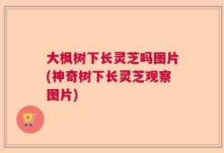 大枫树下长灵芝吗图片(神奇树下长灵芝观察图片)