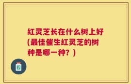 红灵芝长在什么树上好(最佳催生红灵芝的树种是哪一种？)