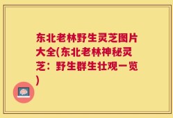 东北老林野生灵芝图片大全(东北老林神秘灵芝：野生群生壮观一览)