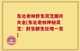 东北老林野生灵芝图片大全(东北老林神秘灵芝：野生群生壮观一览)