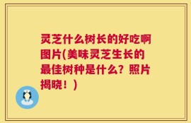 灵芝什么树长的好吃啊图片(美味灵芝生长的最佳树种是什么？照片揭晓！)
