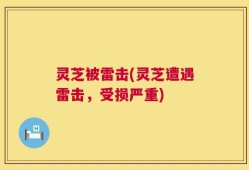 灵芝被雷击(灵芝遭遇雷击，受损严重)