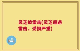 灵芝被雷击(灵芝遭遇雷击，受损严重)