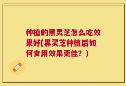 种植的黑灵芝怎么吃效果好(黑灵芝种植后如何食用效果更佳？)