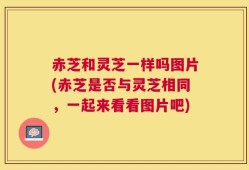 赤芝和灵芝一样吗图片(赤芝是否与灵芝相同，一起来看看图片吧)