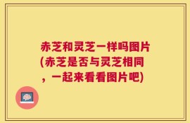 赤芝和灵芝一样吗图片(赤芝是否与灵芝相同，一起来看看图片吧)