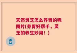 天然灵芝怎么养胃的呢图片(养胃好帮手，灵芝的养生妙用！)