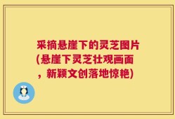 采摘悬崖下的灵芝图片(悬崖下灵芝壮观画面，新颖文创落地惊艳)