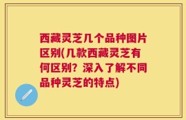 西藏灵芝几个品种图片区别(几款西藏灵芝有何区别？深入了解不同品种灵芝的特点)