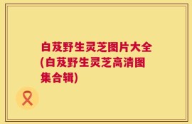 白芨野生灵芝图片大全(白芨野生灵芝高清图集合辑)