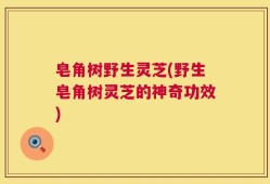 皂角树野生灵芝(野生皂角树灵芝的神奇功效)