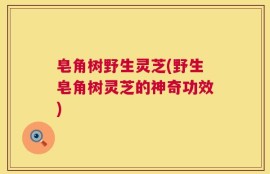 皂角树野生灵芝(野生皂角树灵芝的神奇功效)