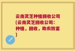 云南灵芝种植回收公司(云南灵芝回收公司：种植，回收，助农致富)