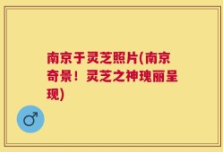 南京于灵芝照片(南京奇景！灵芝之神瑰丽呈现)