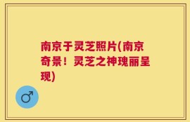 南京于灵芝照片(南京奇景！灵芝之神瑰丽呈现)