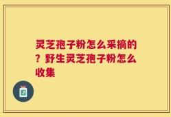 灵芝孢子粉怎么采摘的？野生灵芝孢子粉怎么收集