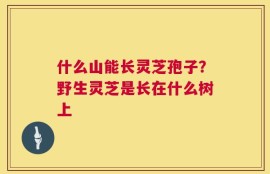 什么山能长灵芝孢子？野生灵芝是长在什么树上