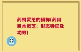 药材灵芝的模样(药用巨木灵芝：形态特征及功效)